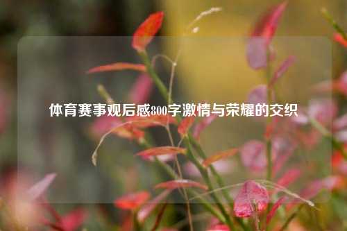 体育赛事观后感800字激情与荣耀的交织